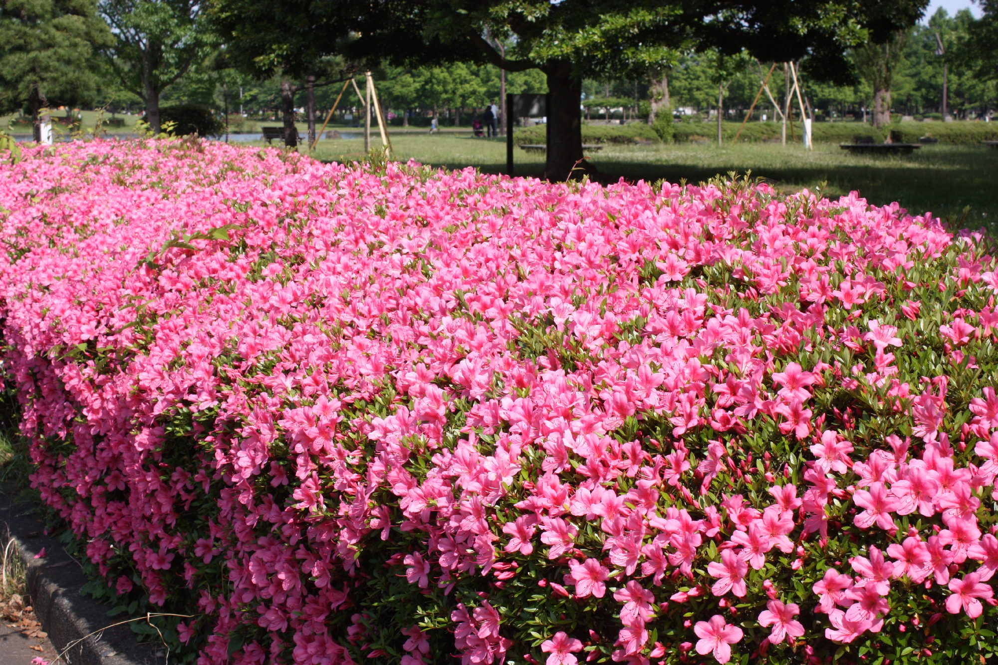 さつき水元公園