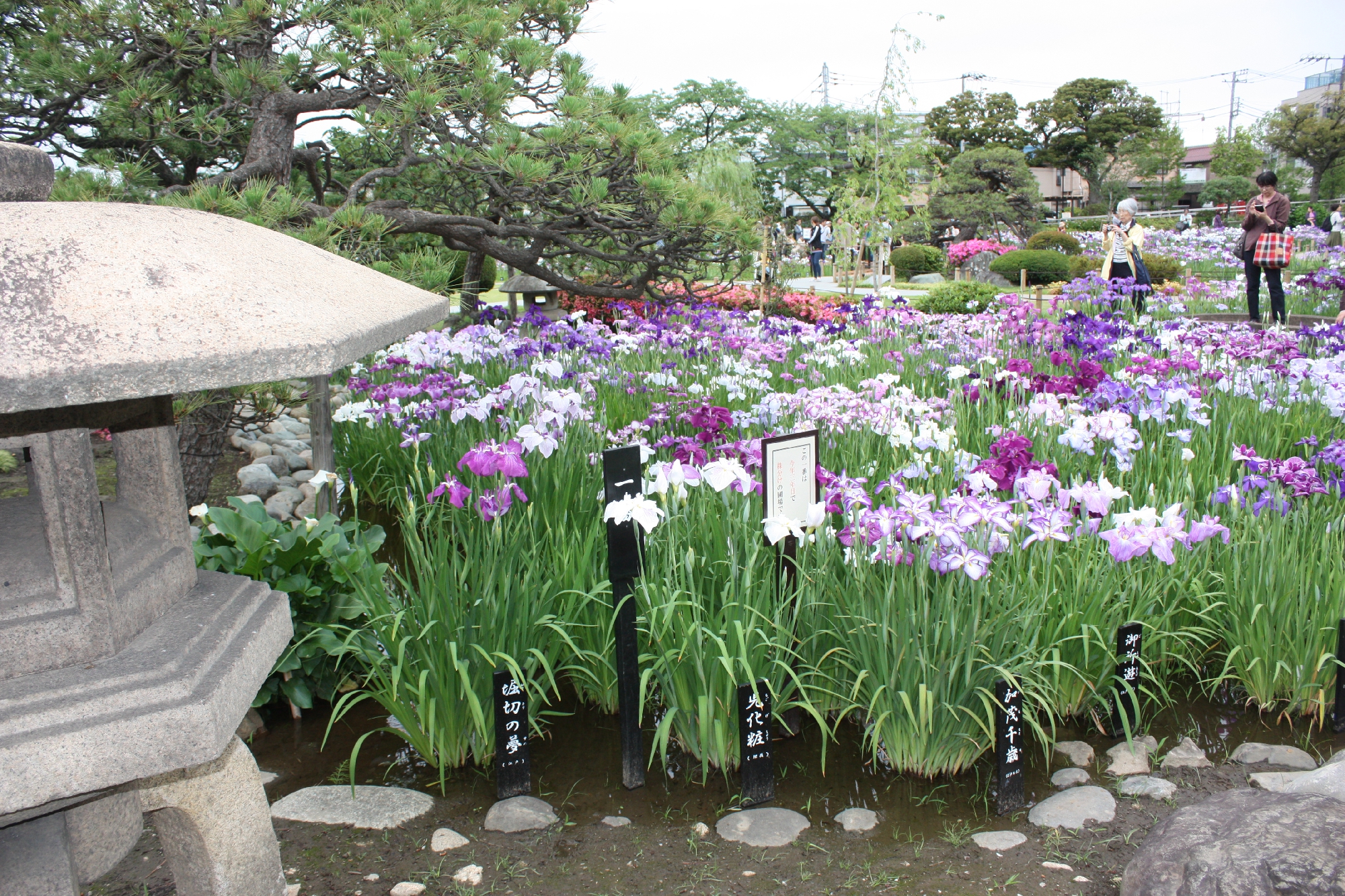 堀切菖蒲園はなしょうぶ