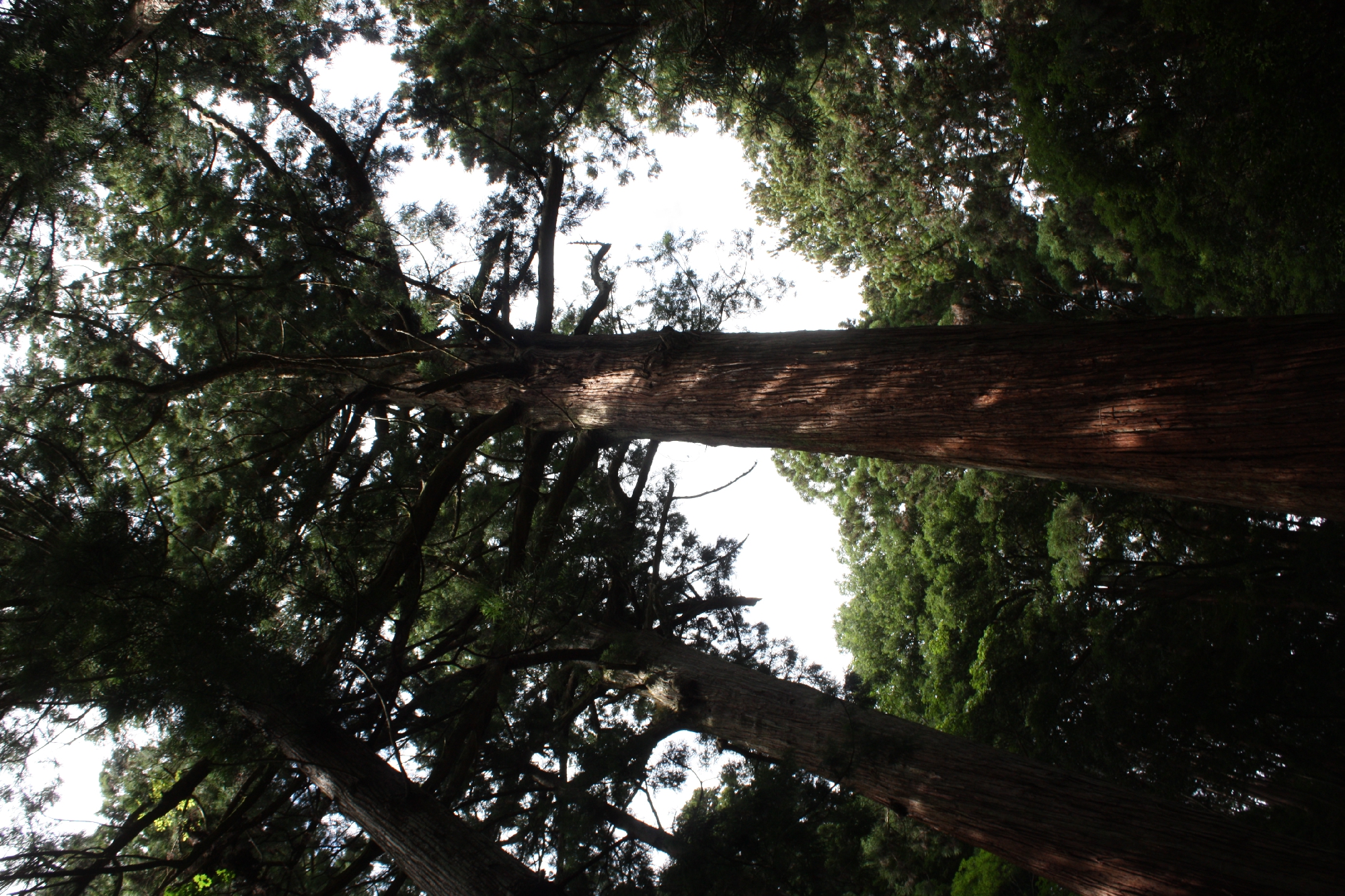 三浦杉　茨城県天然記念物