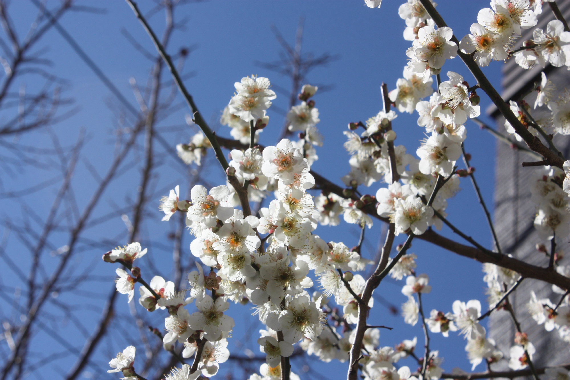 梅の花がご近所さんの庭に咲いてます